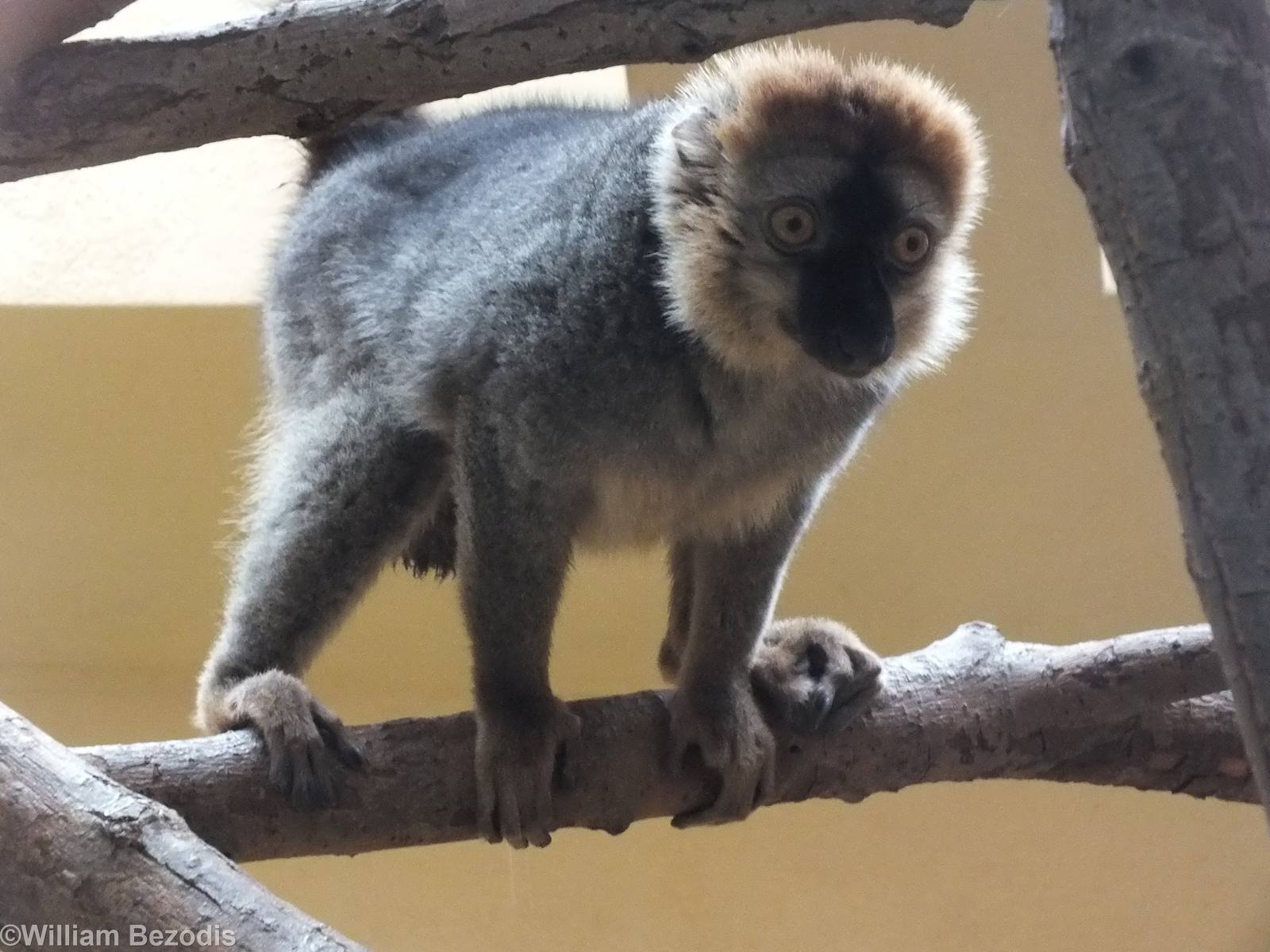 Red Fronted Lemur (E. rufifrons)