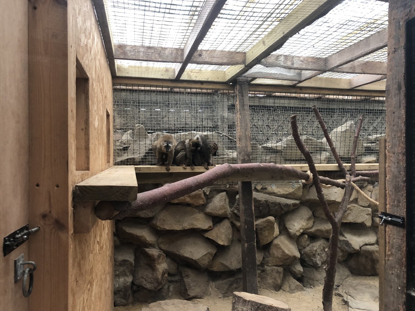 Red-fronted Lemur Enclosure at Ponderosa Zoo (2022)