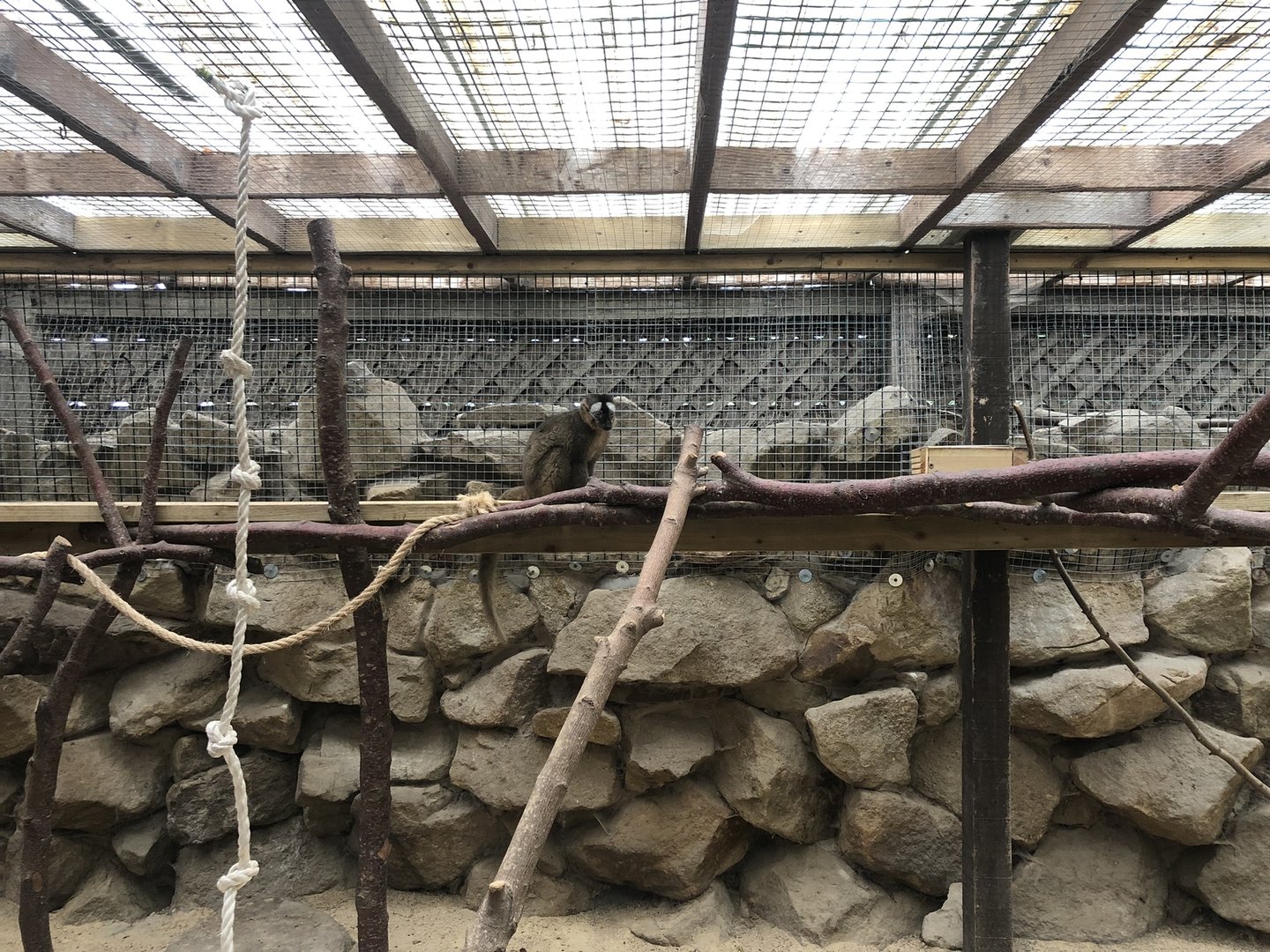 Red-fronted Lemur Enclosure at Ponderosa Zoo (2022)
