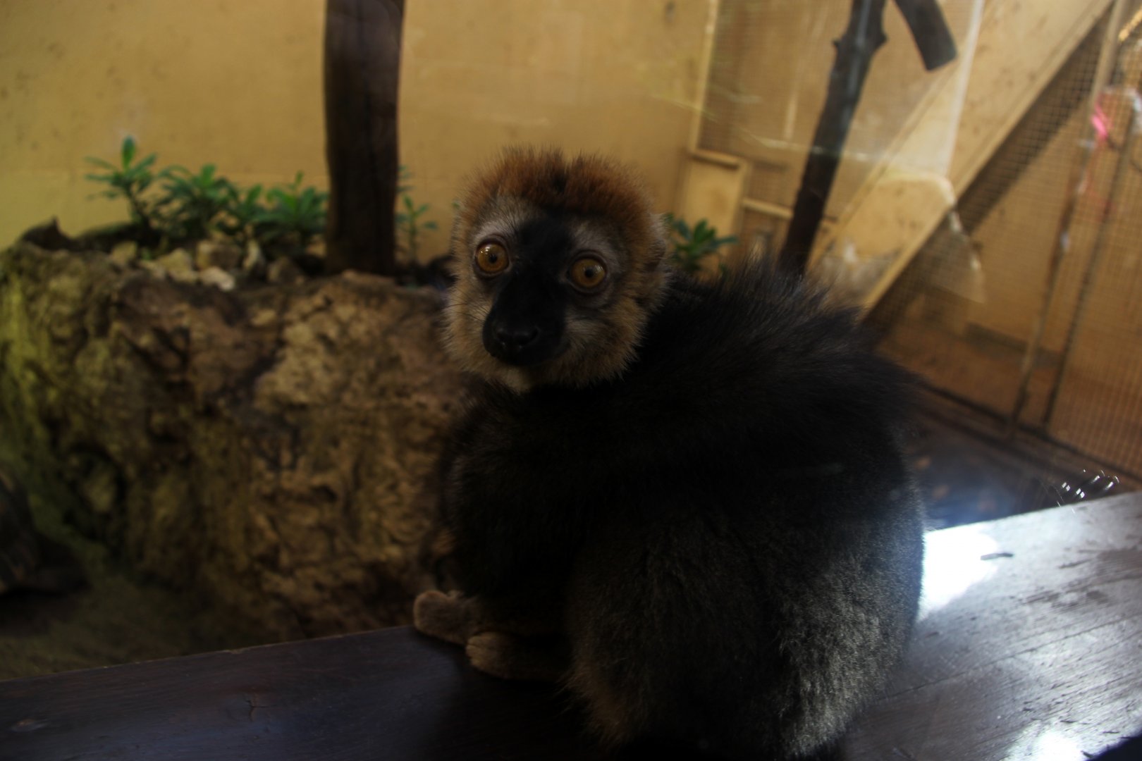 red-fronted lemur (Eulemur rufifrons)