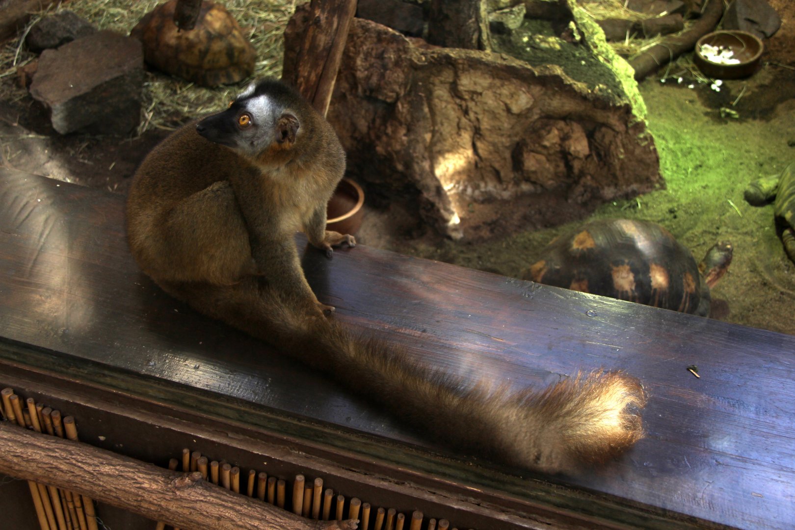 red-fronted lemur (Eulemur rufifrons)