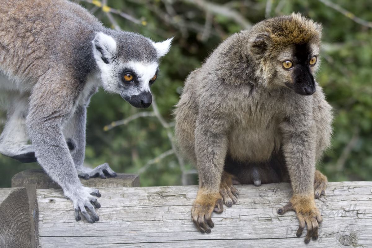Red-fronted lemur (Eulemur rufifrons)