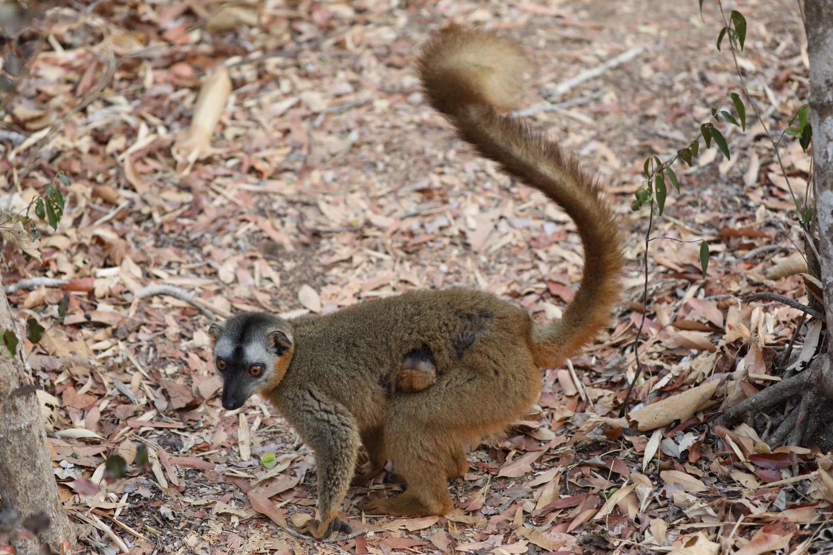 red-fronted lemur (Eulemur rufifrons)