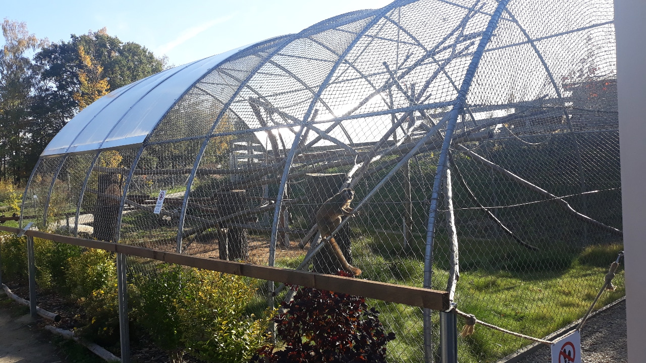 Red-fronted lemur exhibit