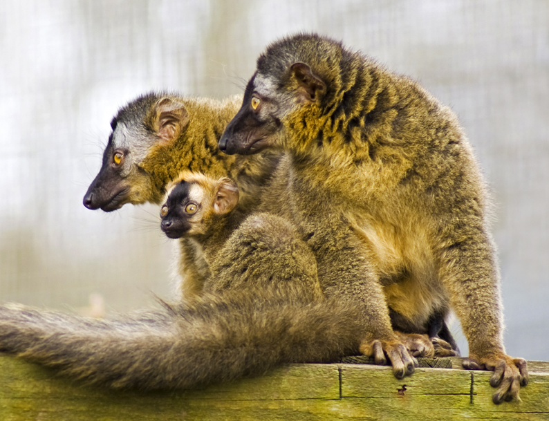 Red-fronted Lemur family