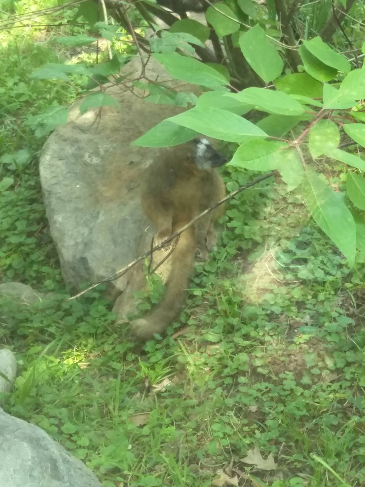 Red Fronted Lemur [I think].