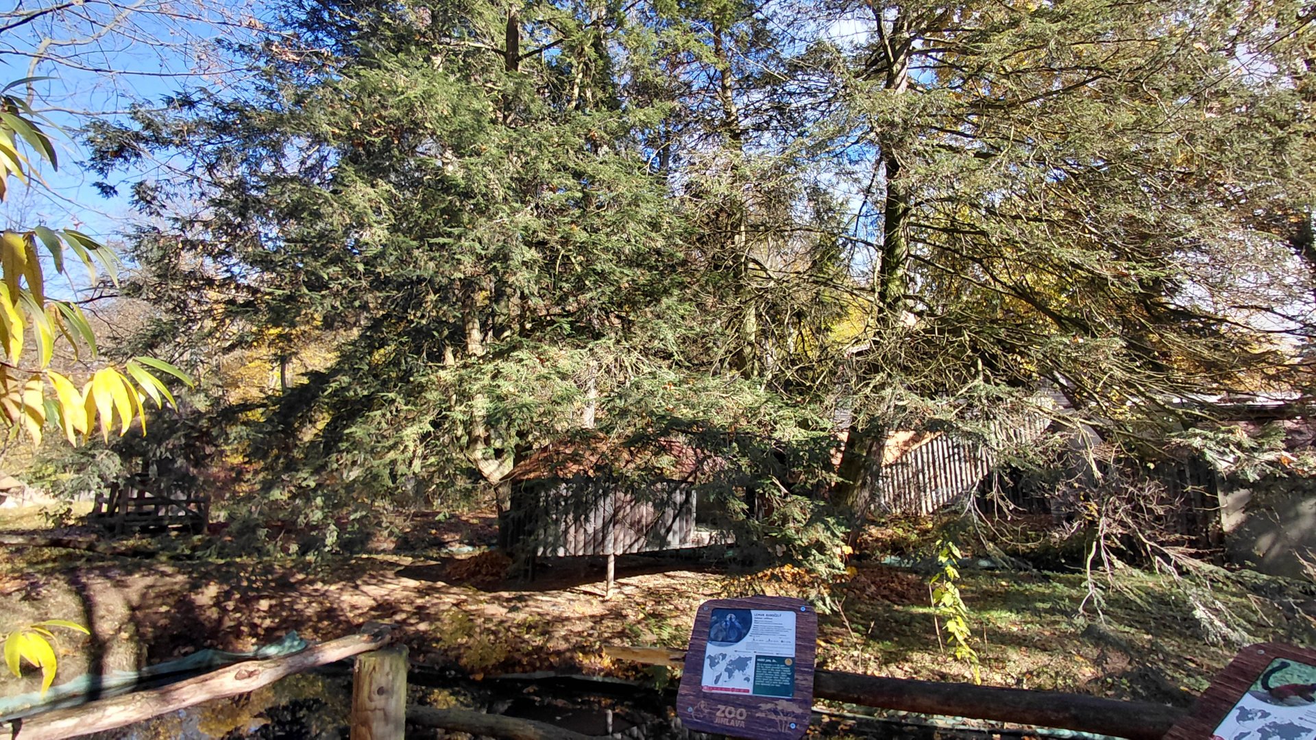 Red-fronted lemur island