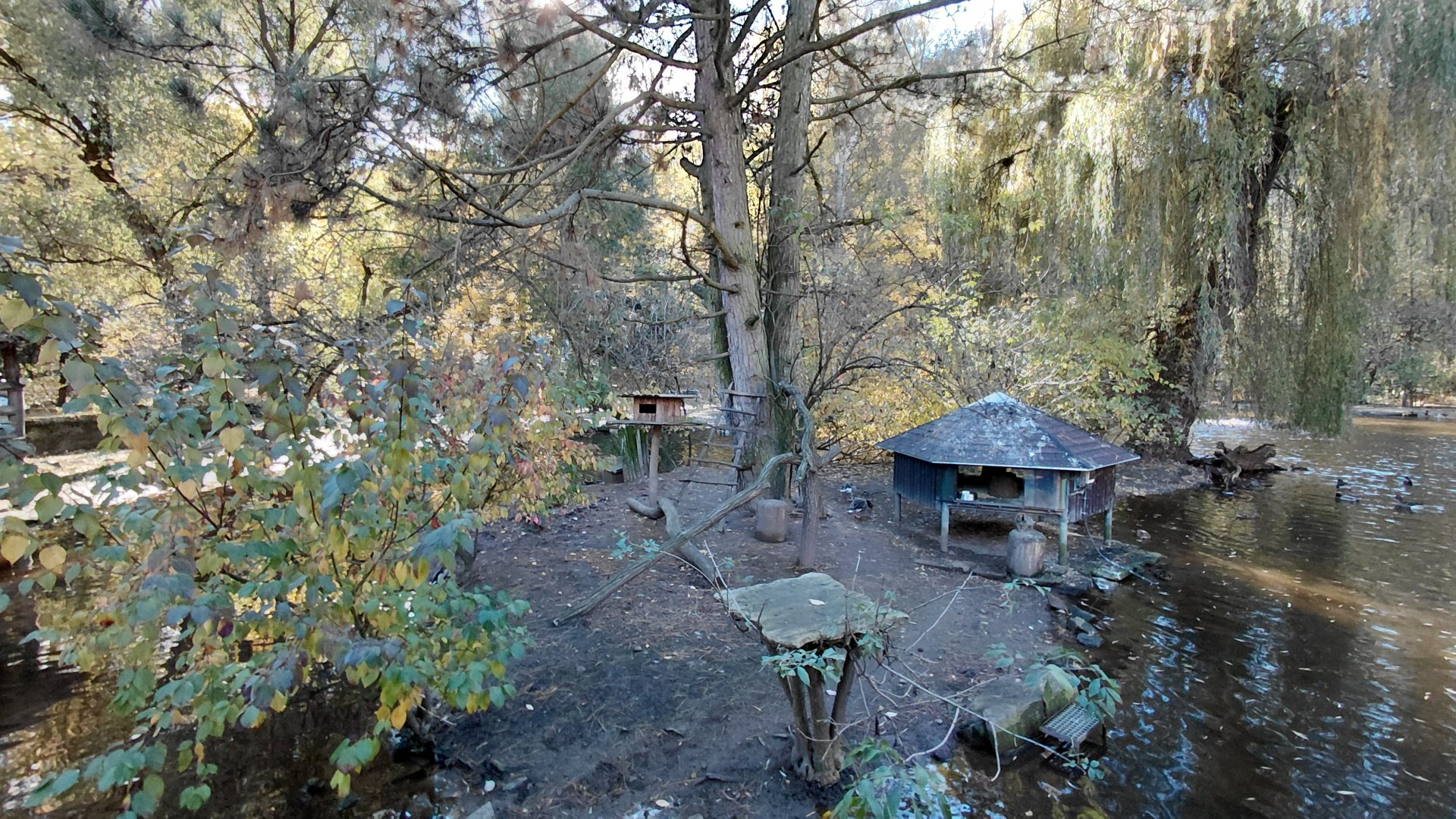 Red-fronted lemur island