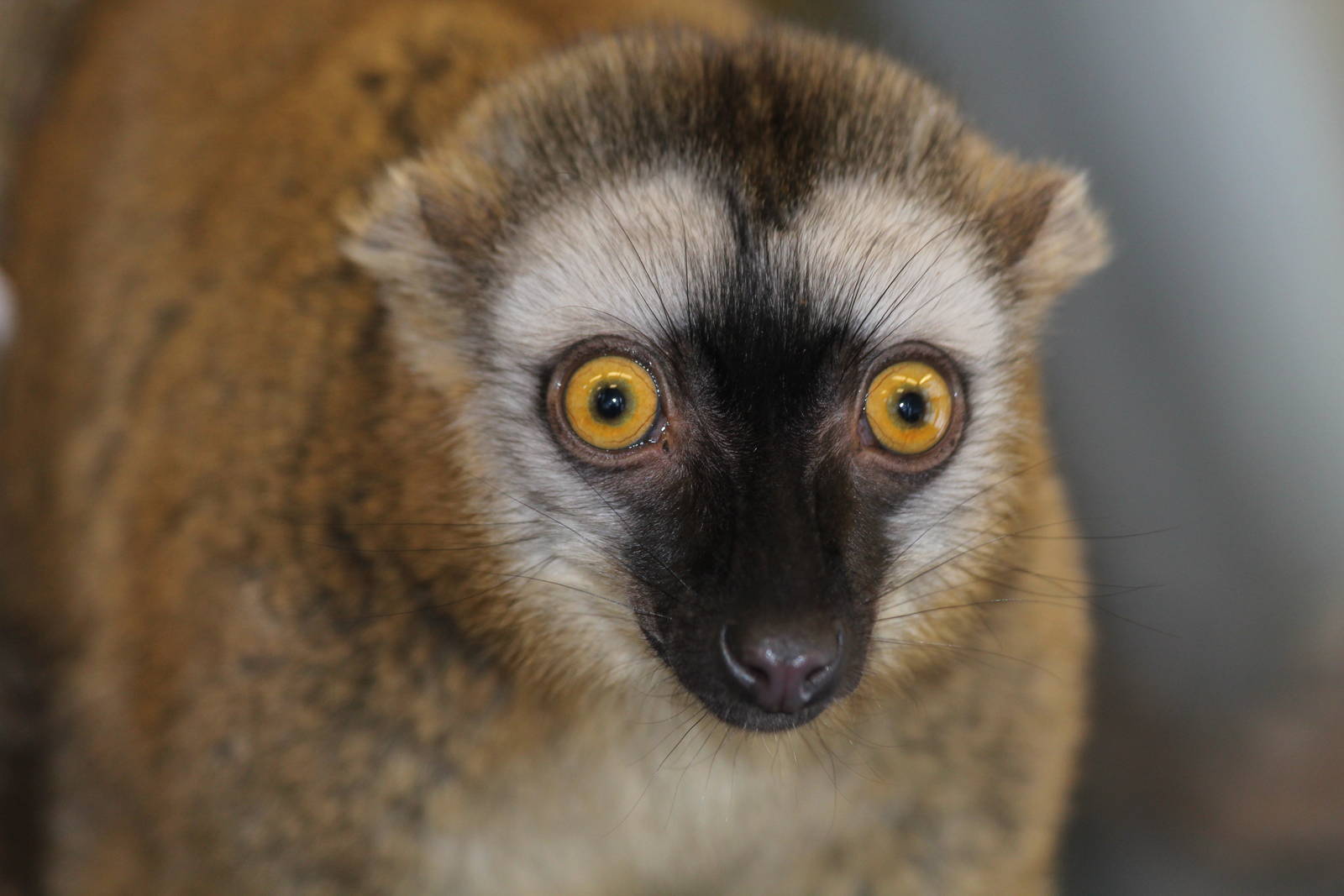 Red-fronted Lemur - Nov 2012