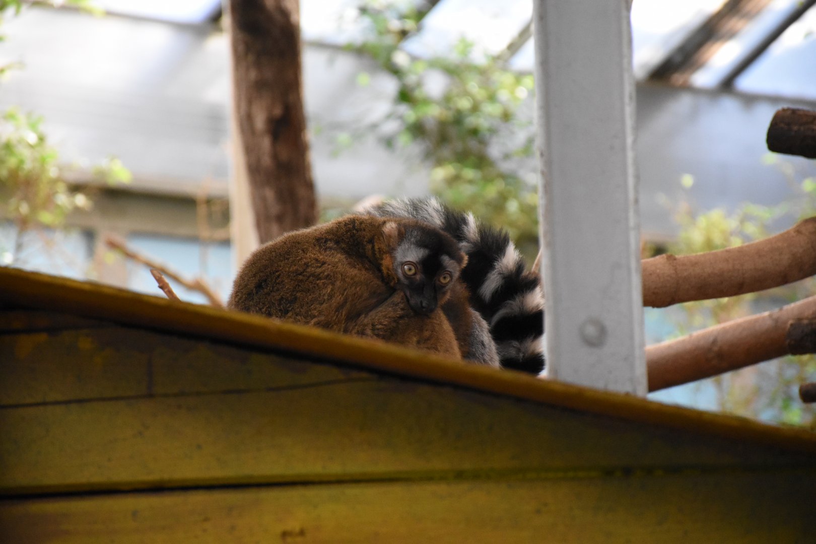 Red-fronted lemur / Ring-tailed lemur