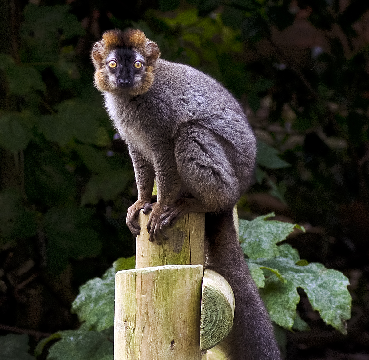 Red fronted lemur