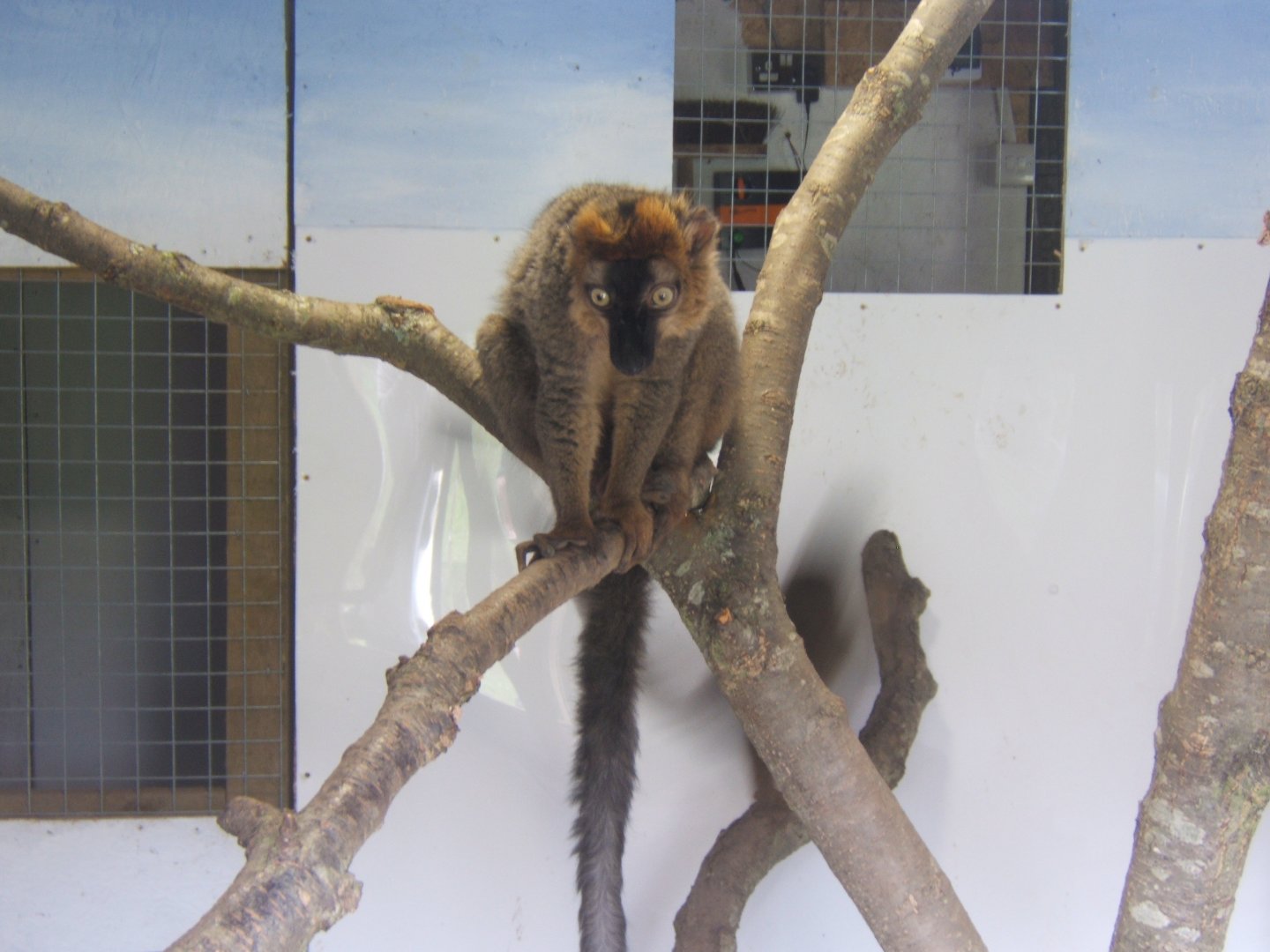 Red-fronted Lemur