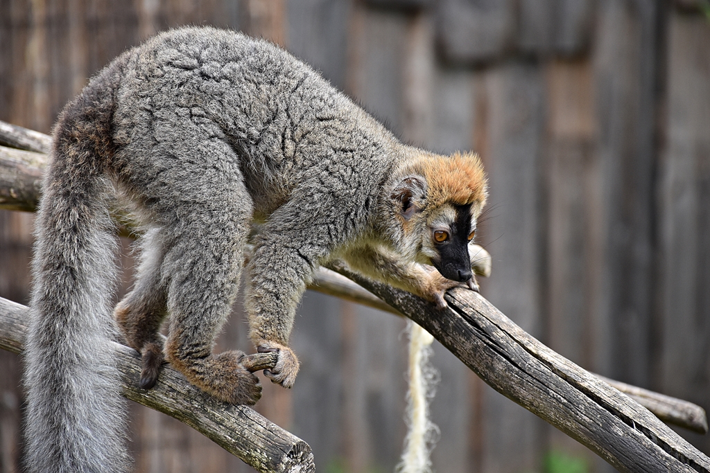 Red-fronted lemur