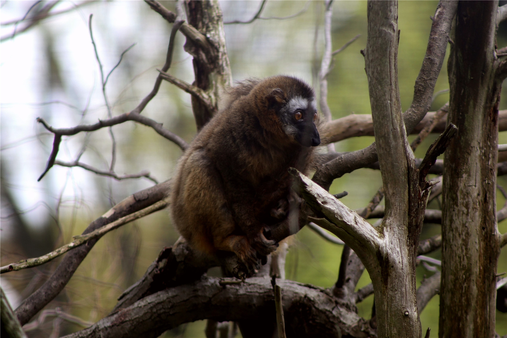 Red-fronted Lemur