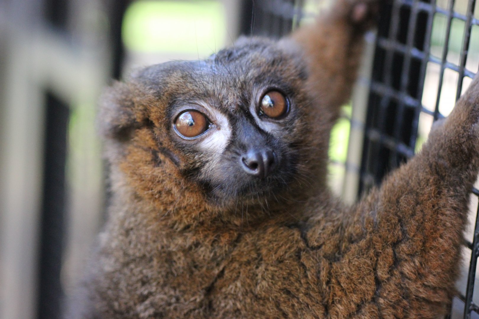 Red Fronted Lemur