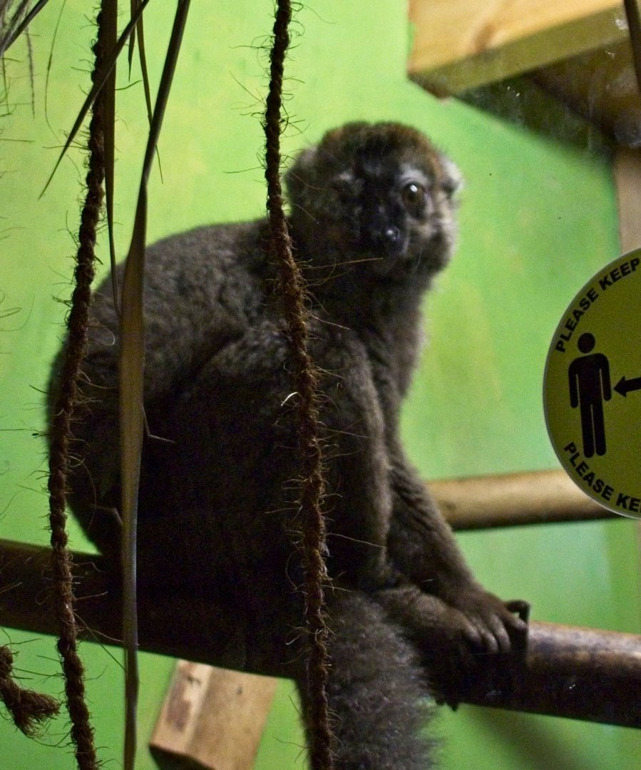 Red Fronted Lemur