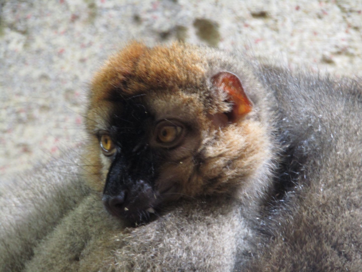 Red Fronted Lemur