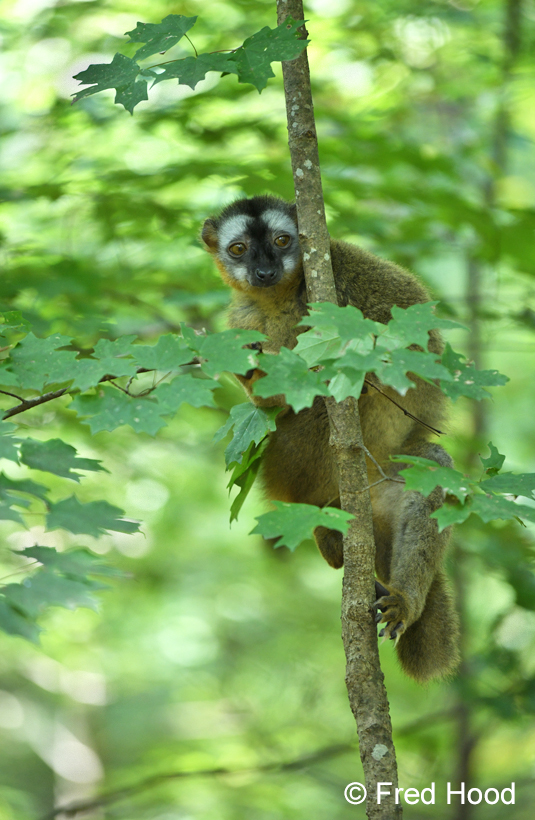 red fronted lemur