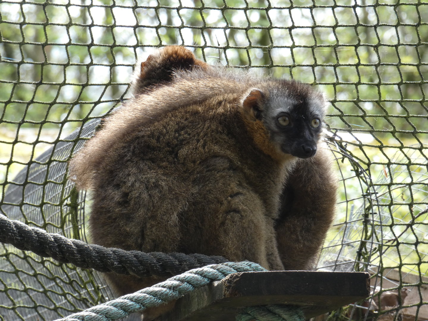 Red-fronted lemur