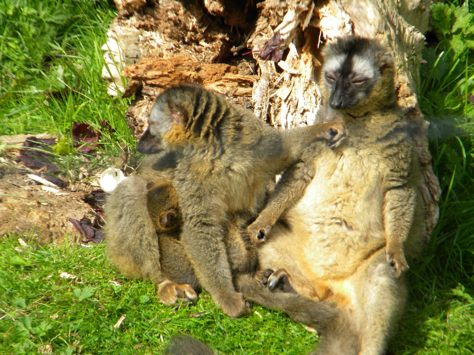 Red fronted Lemurs at Blackpool Zoo 14/05/11