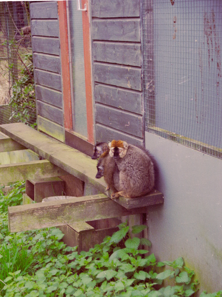 Red-fronted Lemurs at Grangewood Zoo 2005