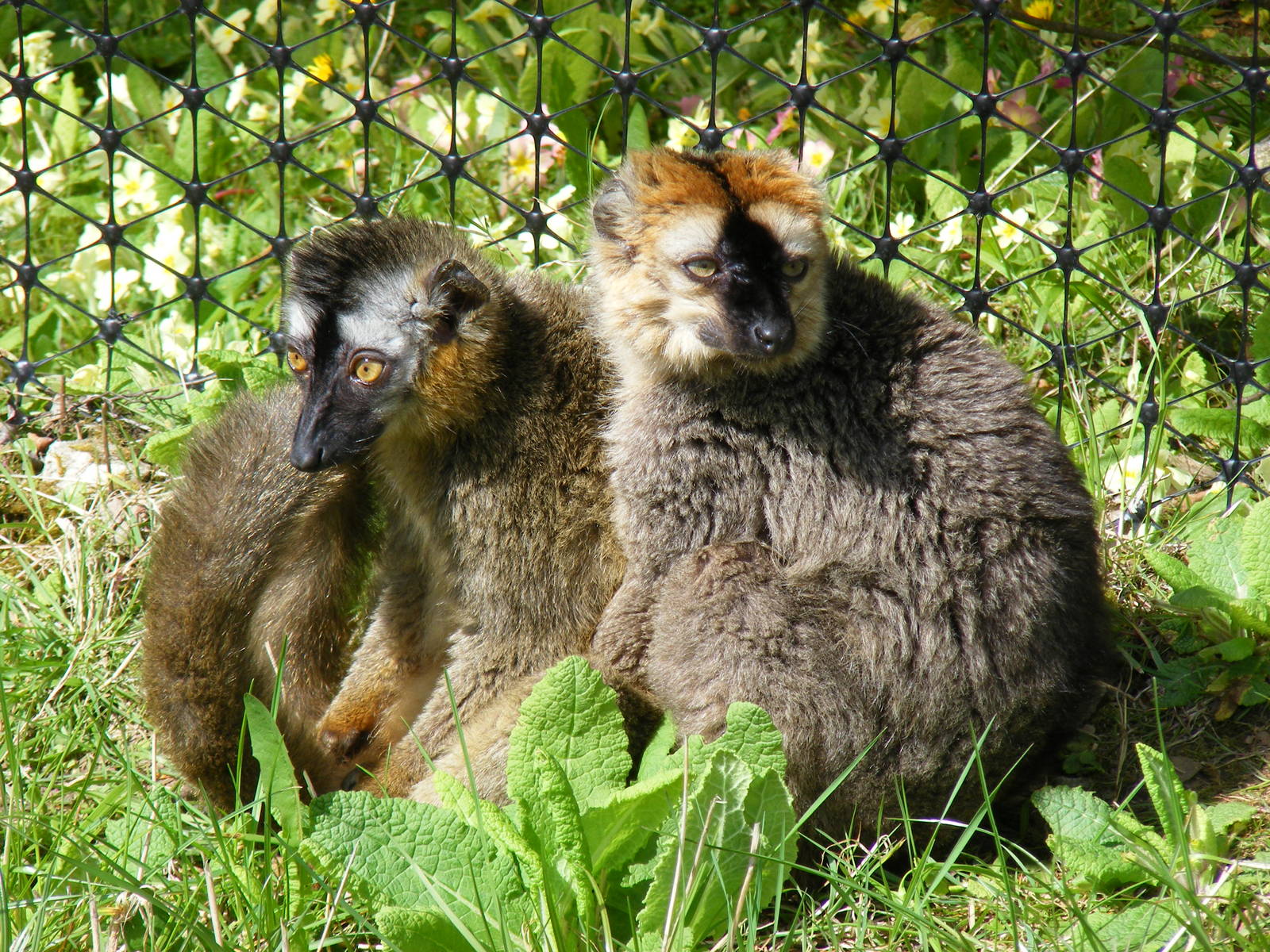 Red-fronted lemurs at Manor House Wildlife Park, 2 May 2010