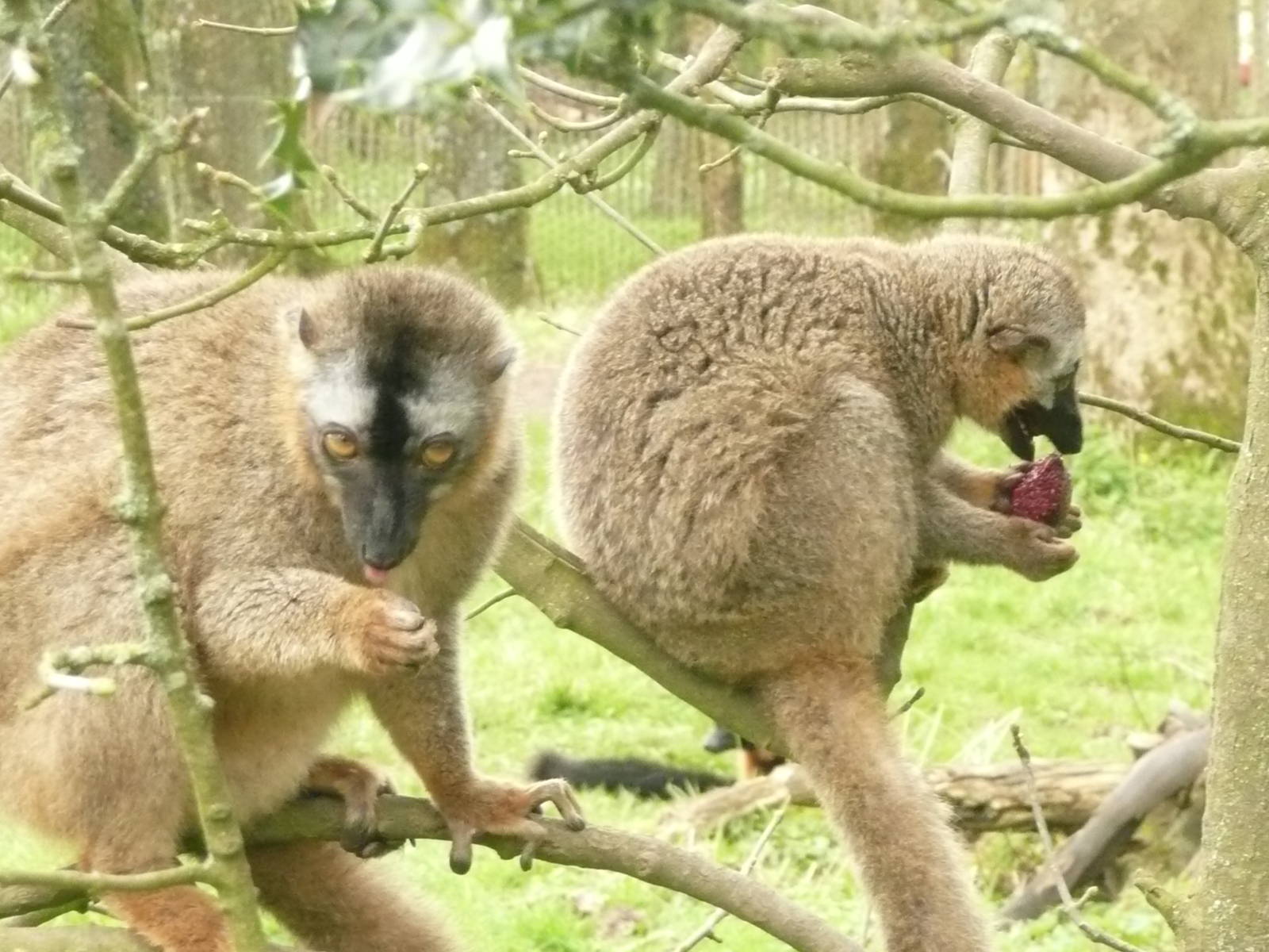 Red-fronted Lemurs