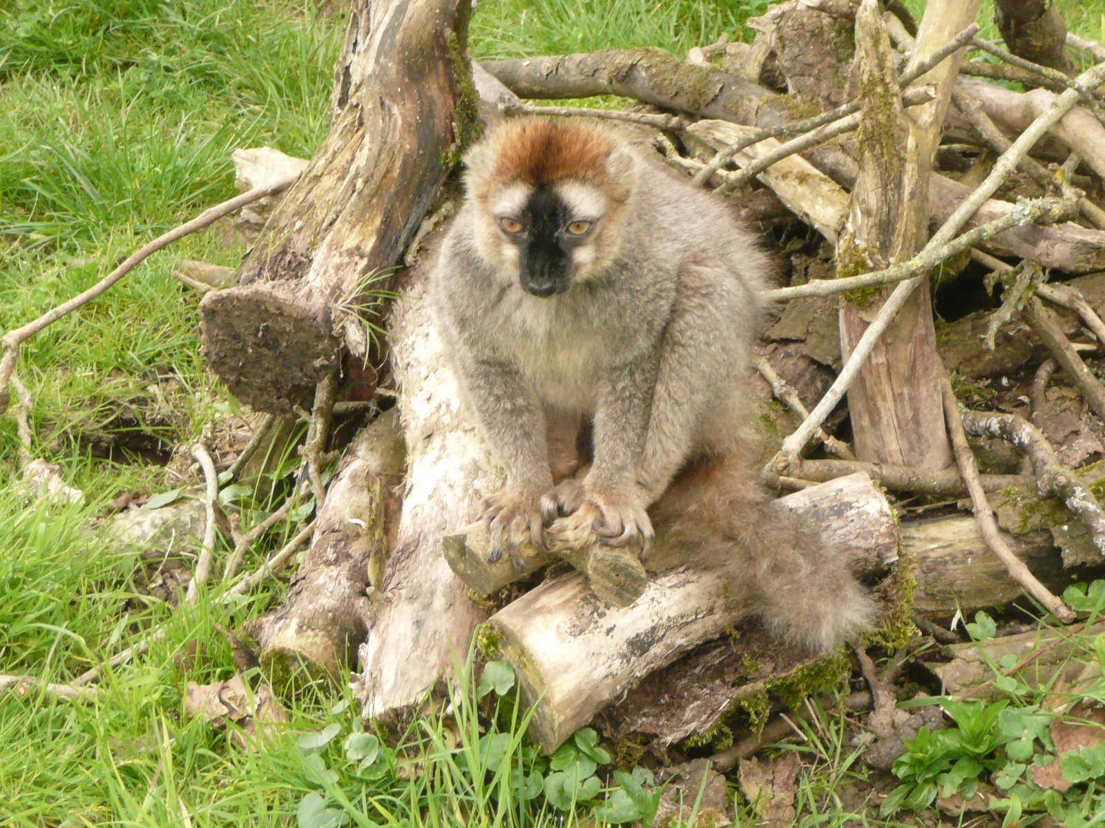 Red-fronted lemurs