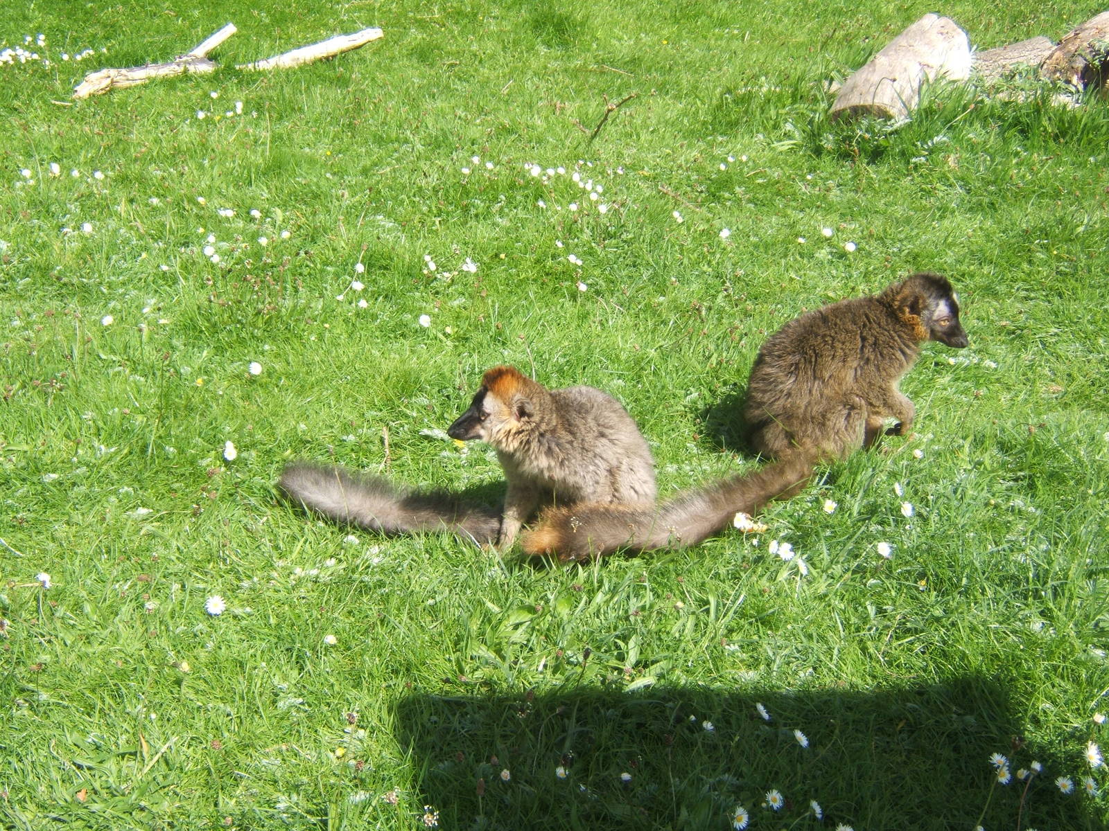 Red-fronted lemurs