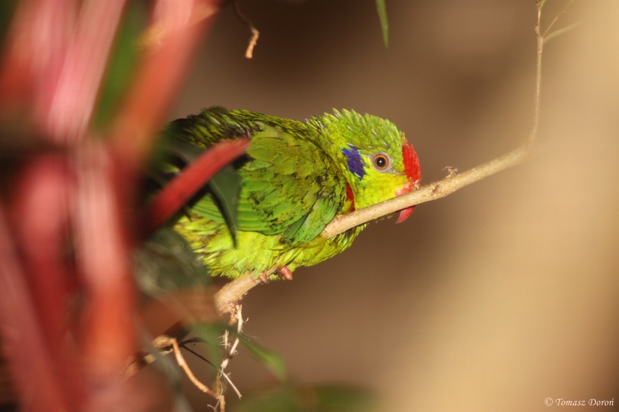 Red-fronted Lorikeet (Charmosyna rubronotata) October 2011
