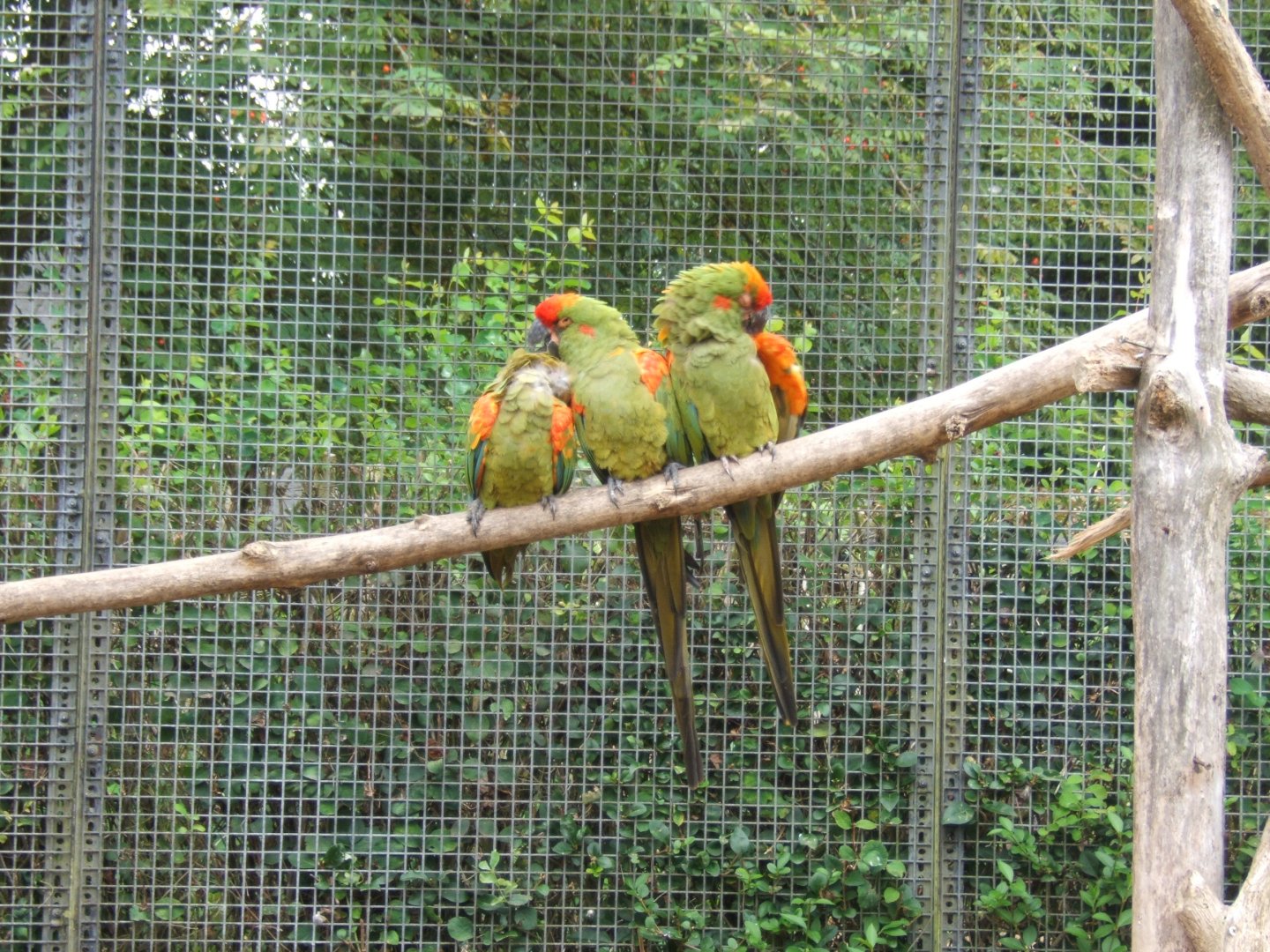 Red-fronted Macaw 10/09/2017