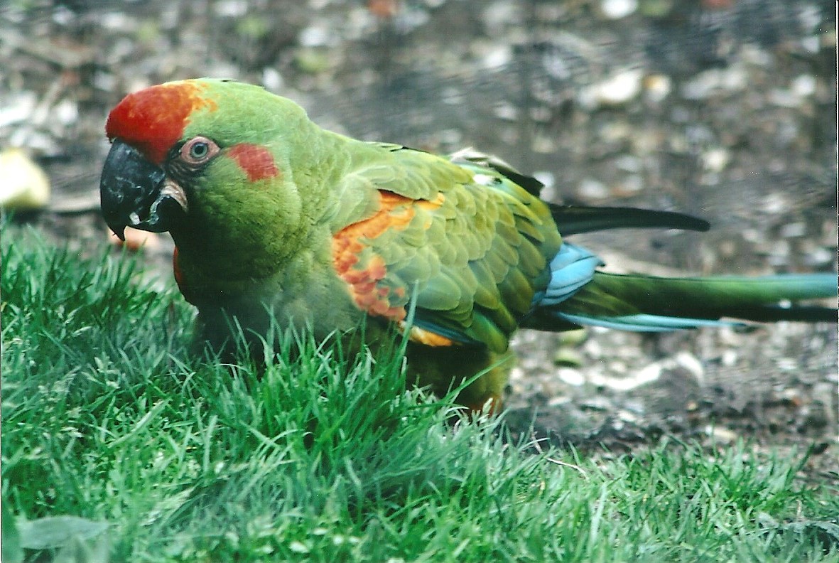 Red-fronted Macaw 19th May 2013