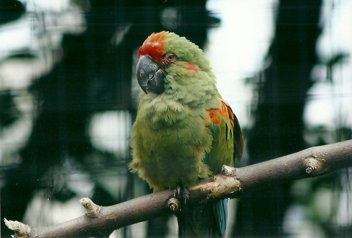 Red-fronted Macaw 19th May 2013