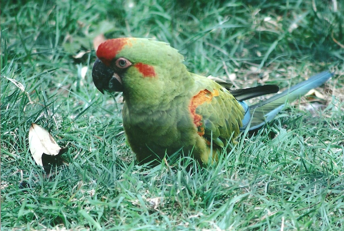 Red-fronted Macaw 20th May 2013