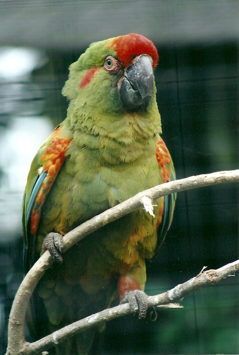 Red-fronted Macaw 20th May 2013