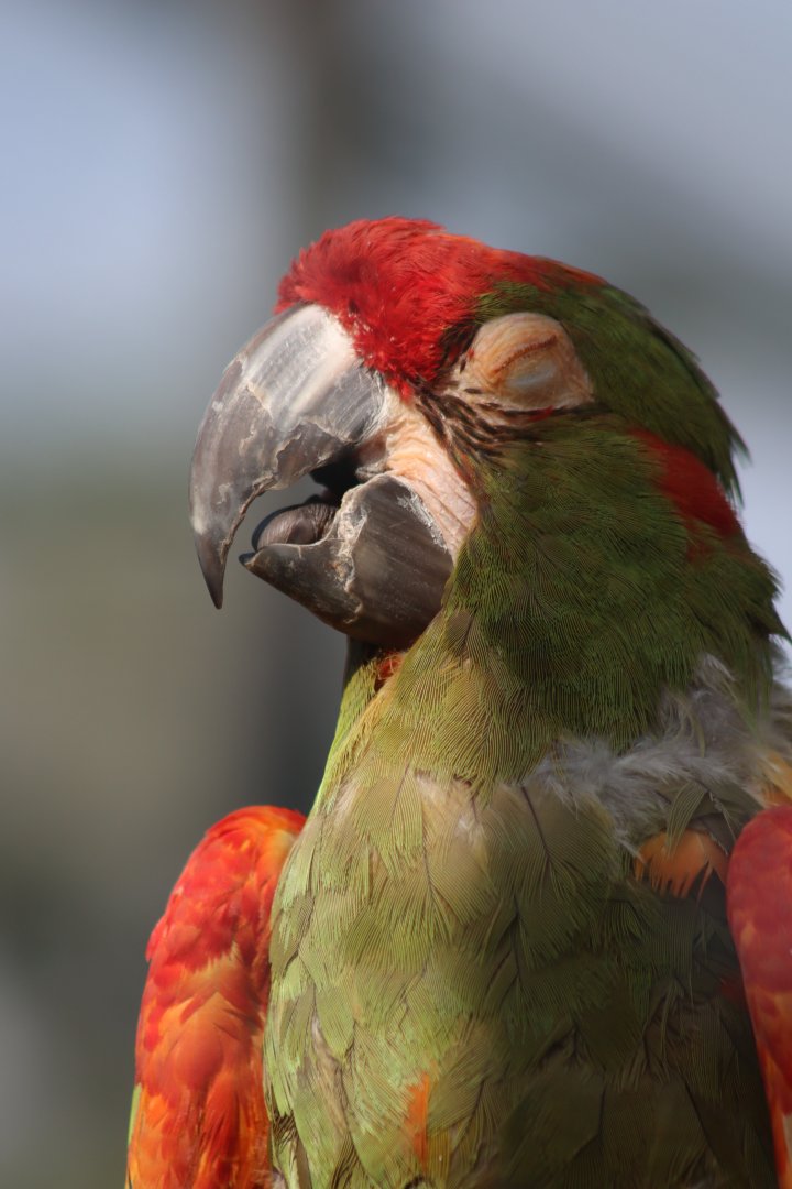Red-fronted macaw - 6 September 2021