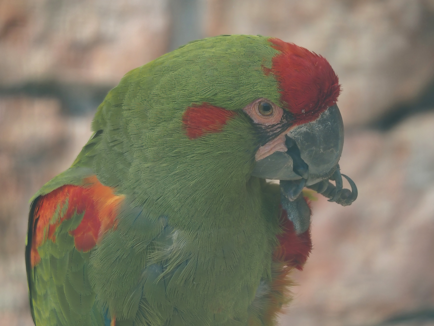 Red-fronted macaw (Ara rubrogenys), 2024-05-23