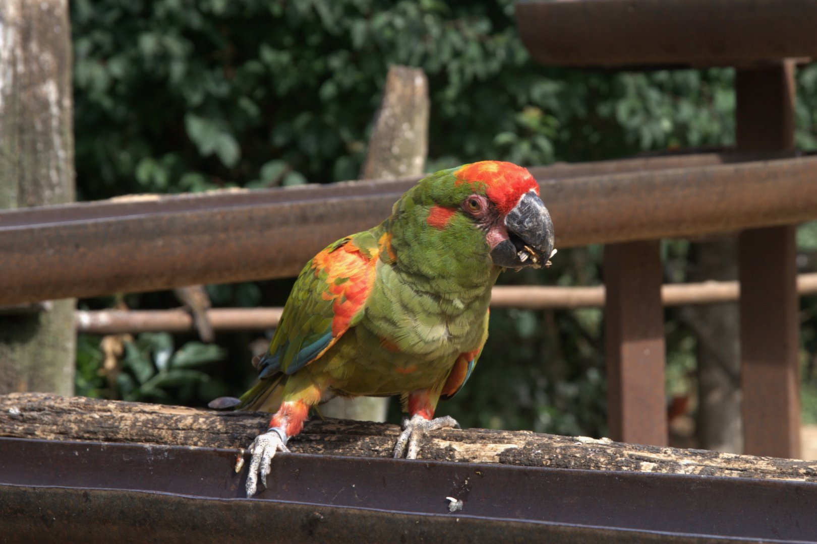 Red-fronted Macaw (Ara rubrogenys), 27-08-25