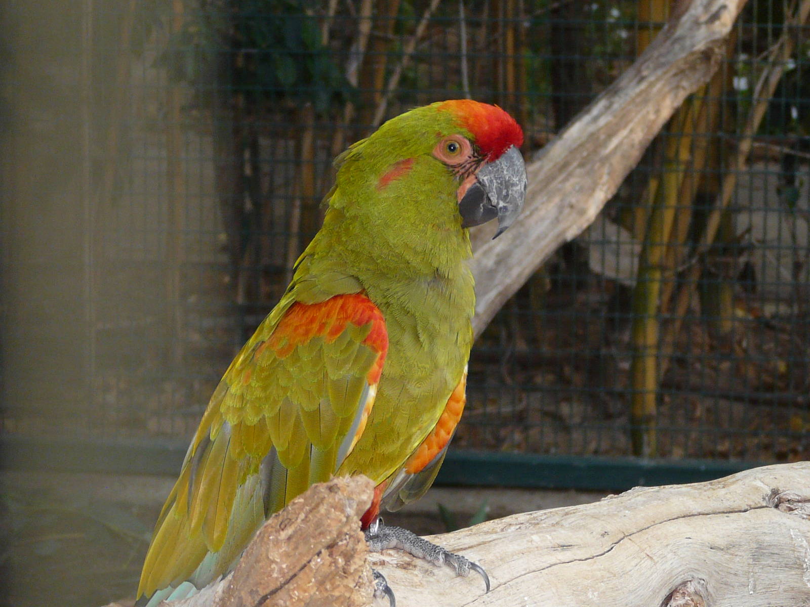 Red-fronted macaw/ Ara rubrogenys