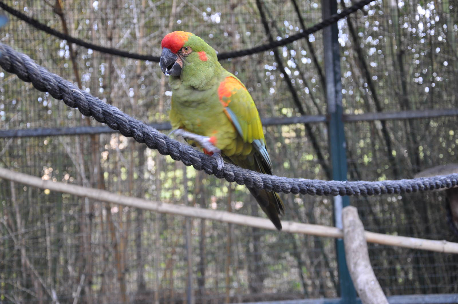 Red-fronted macaw / Ara rubrogenys