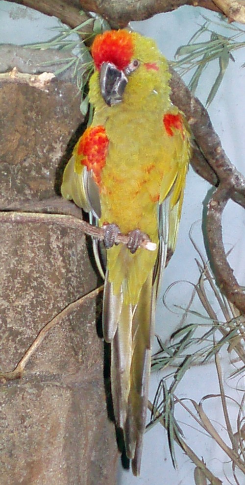 Red-fronted Macaw (Ara rubrogenys)