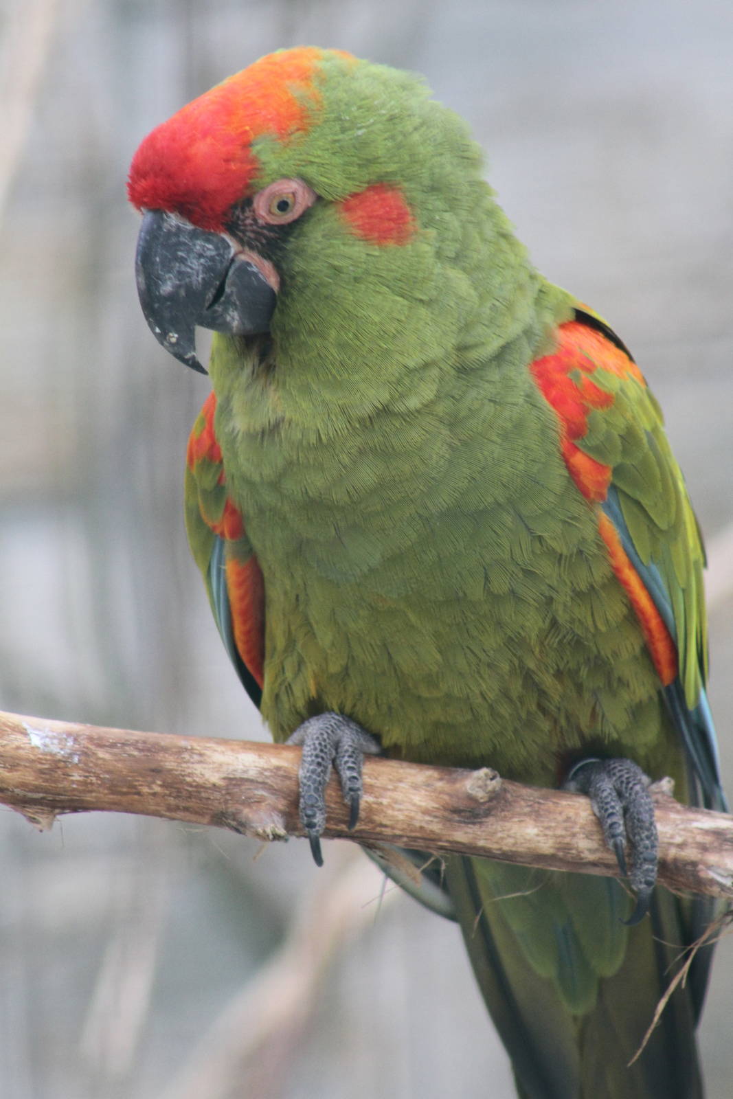 Red-fronted Macaw (Ara rubrogenys)