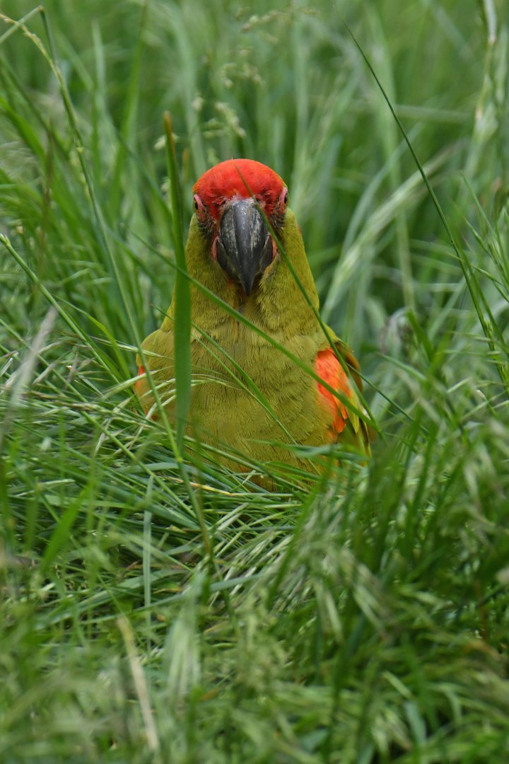 Red-fronted Macaw (Ara rubrogenys)