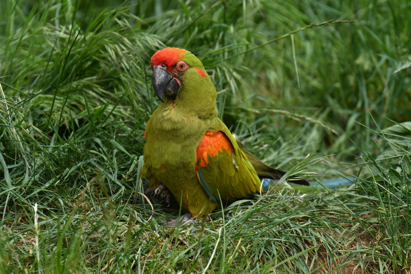 Red-fronted Macaw (Ara rubrogenys)