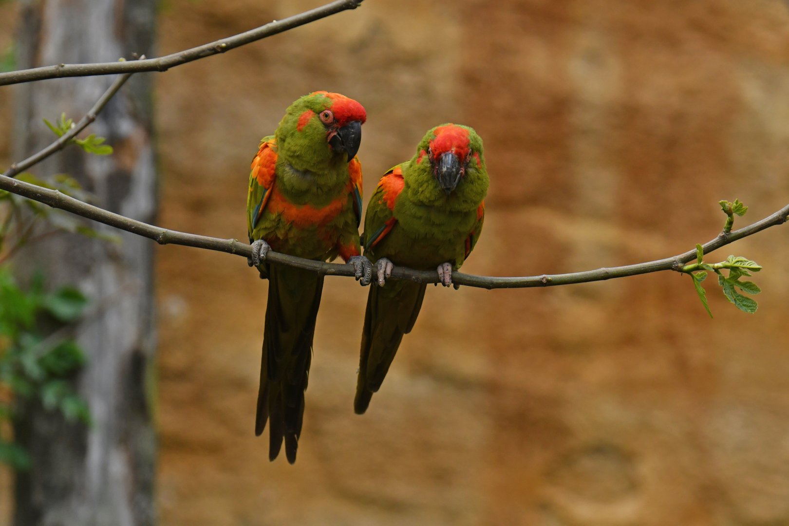 Red-fronted Macaw (Ara rubrogenys)