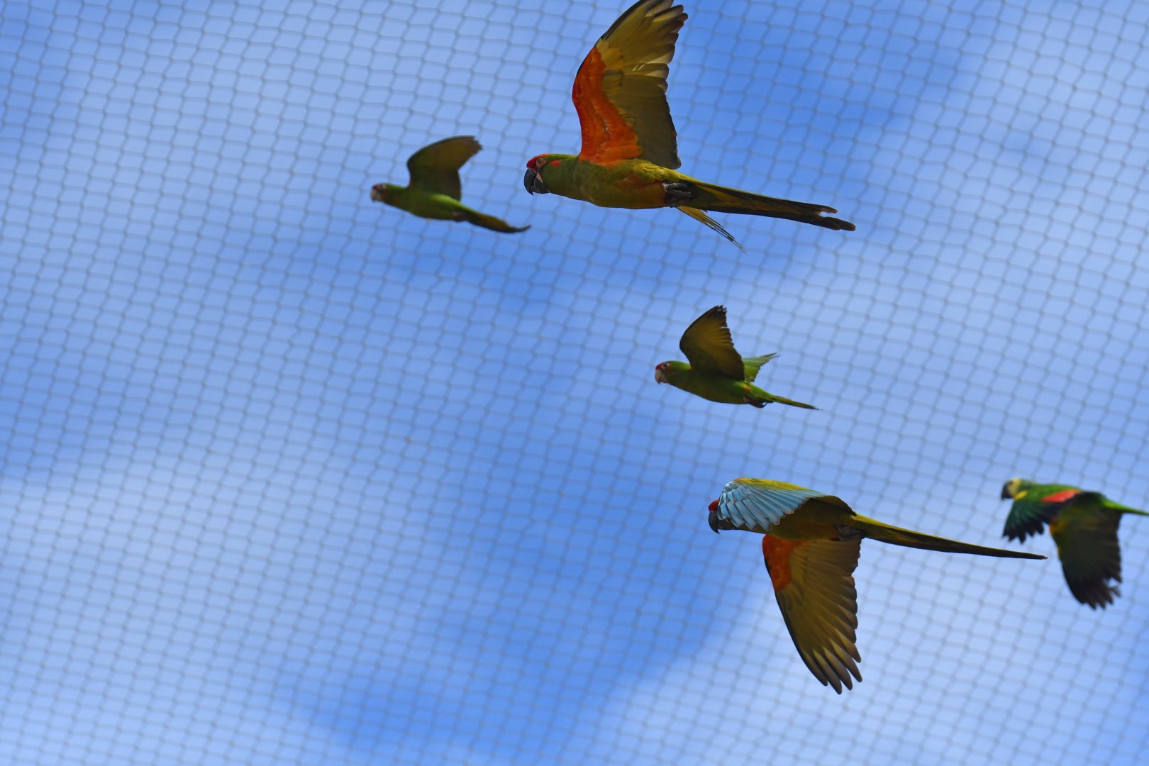 Red-fronted Macaw (Ara rubrogenys)