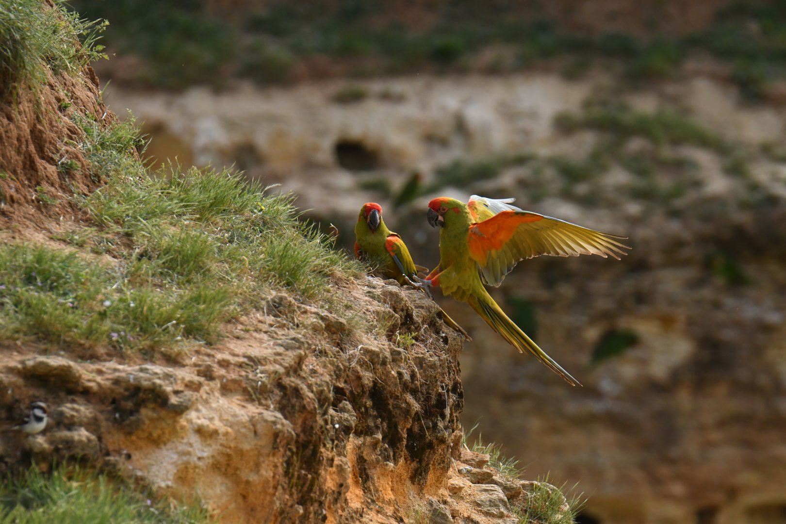 Red-fronted Macaw (Ara rubrogenys)