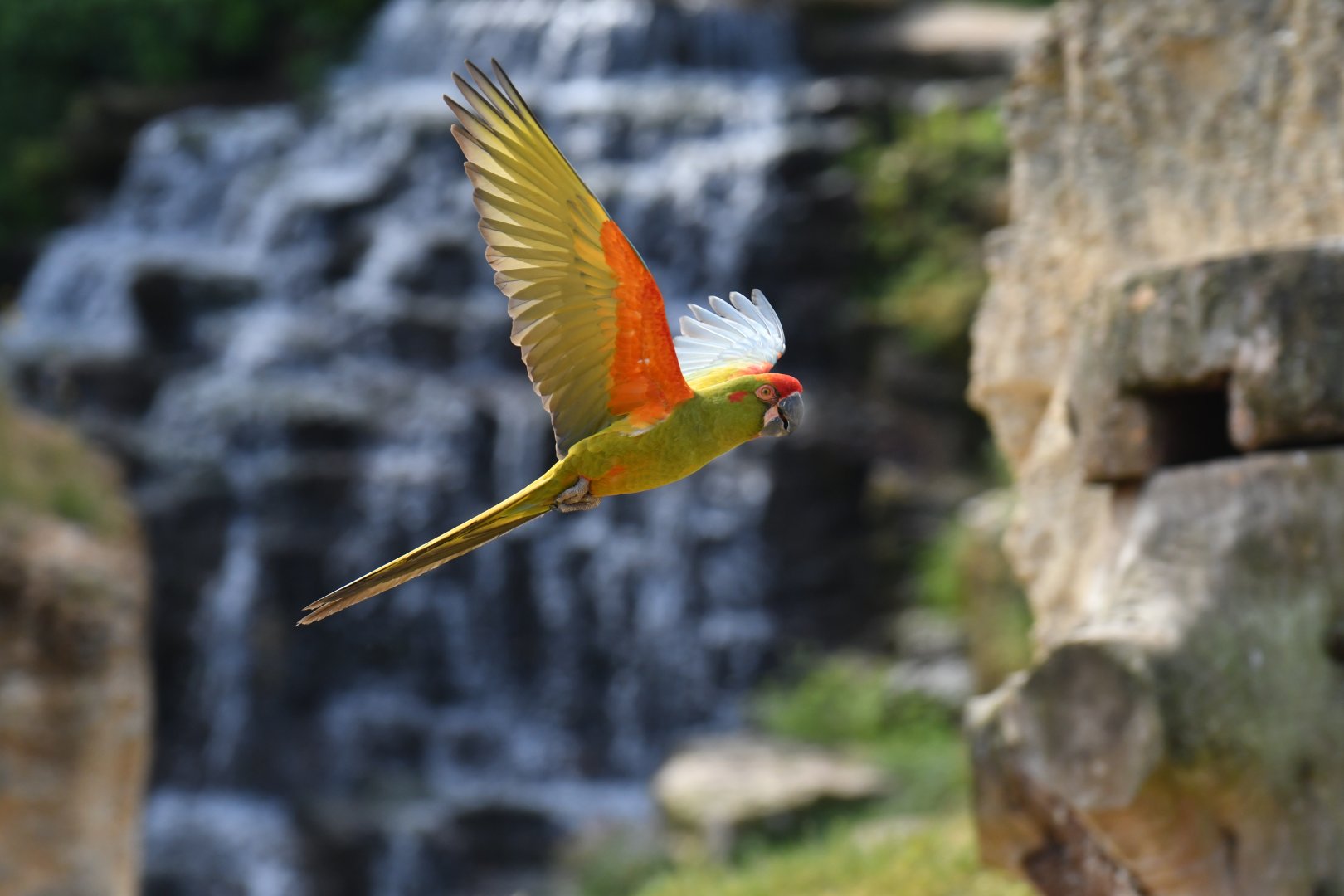 Red-fronted Macaw (Ara rubrogenys)