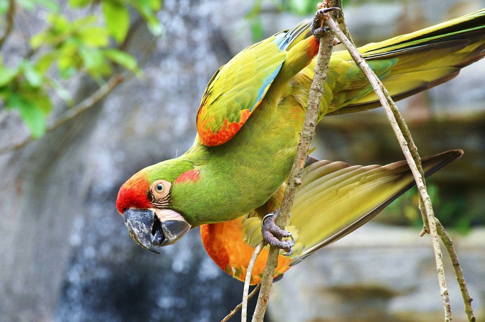 Red-fronted Macaw (Ara rubrogenys)