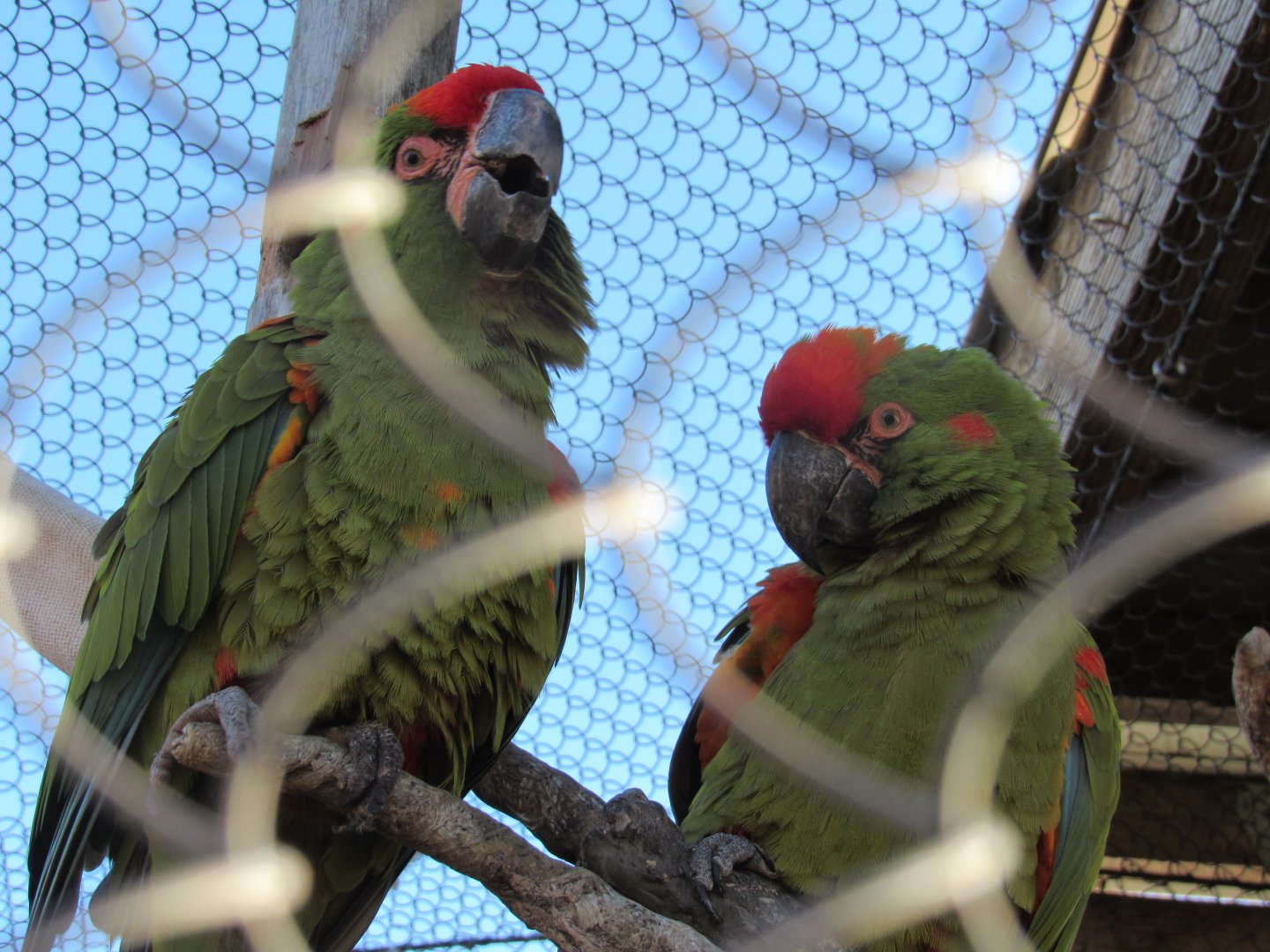 Red-fronted Macaw (Ara rubrogenys)
